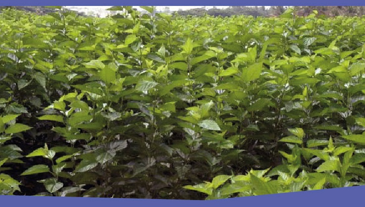 Anantapur-Agriculture-2