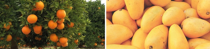 Kadapa-Agriculture-Highlights-1