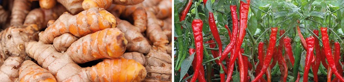 Kadapa-Agriculture Highlights-2