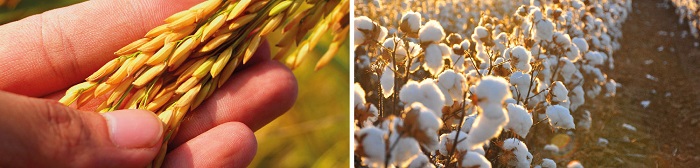 Kadapa-Agriculture-Highlights