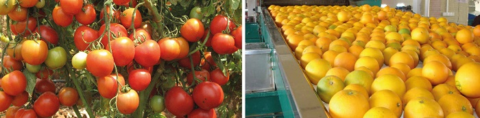 Kurnool-Agriculture-Highlights