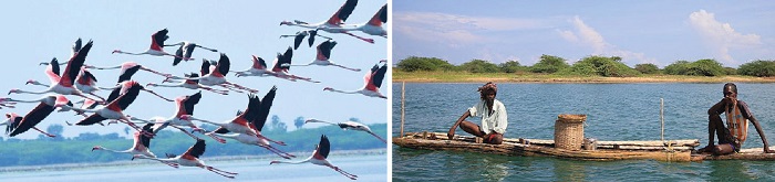 Nellore-Pulicat-Wildlife-Sanctuary