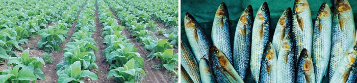 Prakasam-Agriculture-and-Aquaculture-Highlights