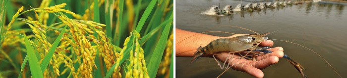 West-Godavari-Agriculture-Aquaculture-Highlights